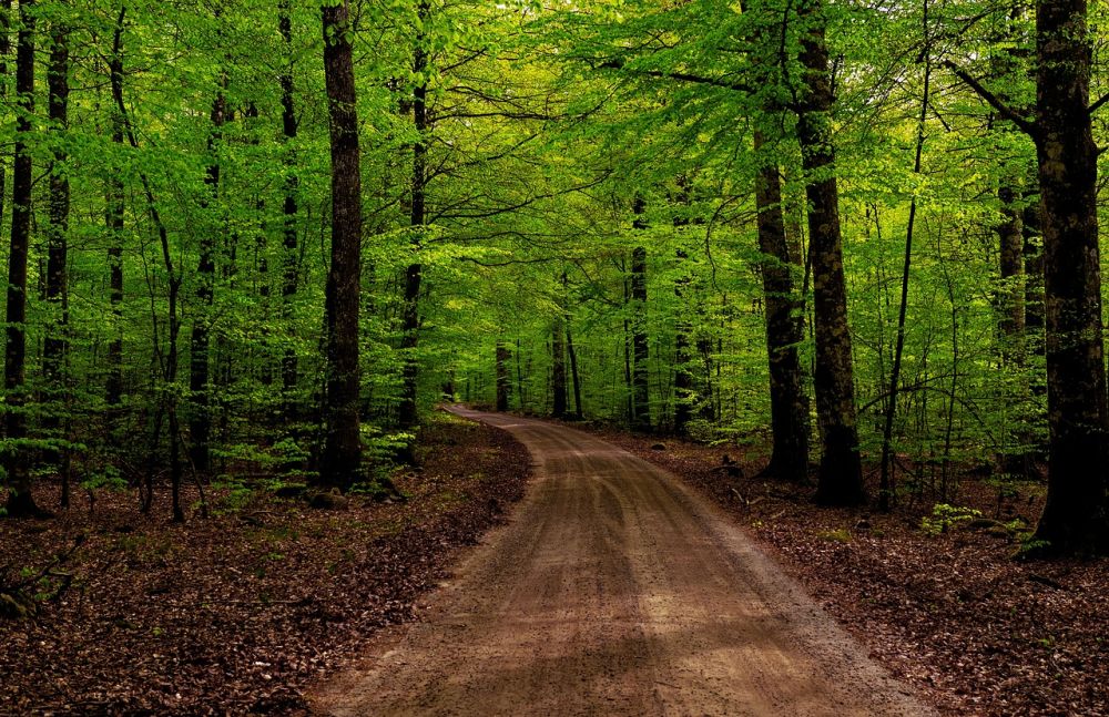 Skogsvei: Nøkkelen til effektiv skogbruk og friluftsliv