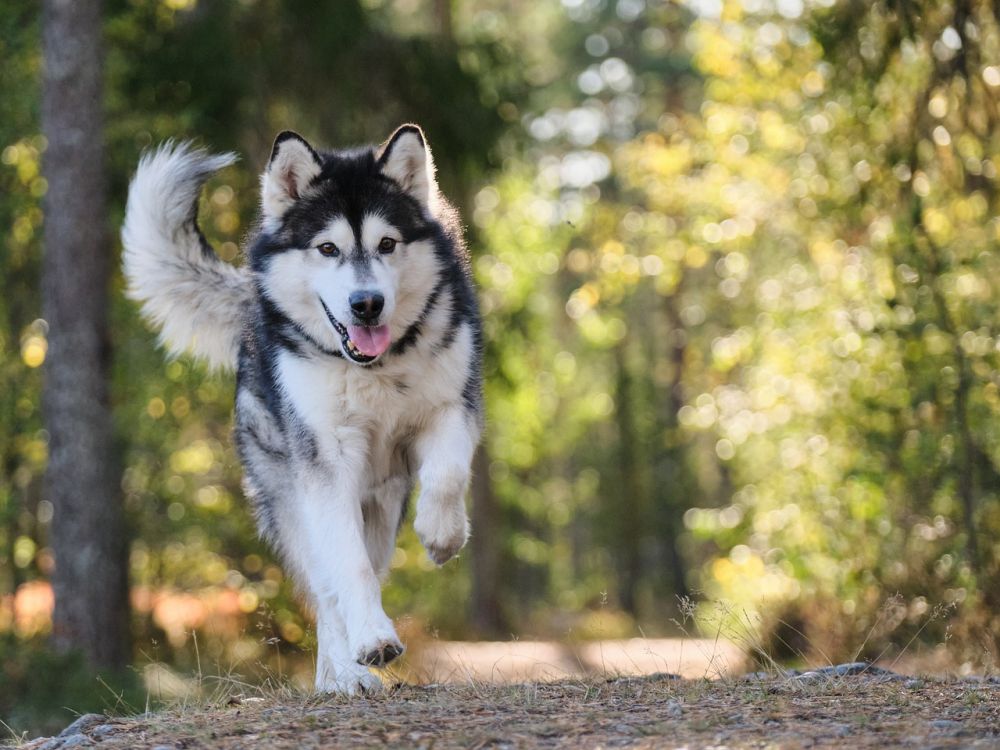 Klippemaskiner til hund  slik velger du riktig og får en trygg klippestund